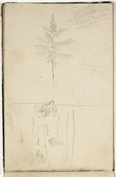 Utan titel, skiss över Catskill-landskapet och studie av Sumack-trädet, ca 1832 (grafitpenna på benvitt vävt papper)